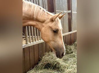 Brandenburg Warmblood, Mare, 1 year, 16.1 hh, Palomino