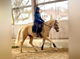 Brandenburg Warmblood, Mare, 1 year, 16.1 hh, Palomino