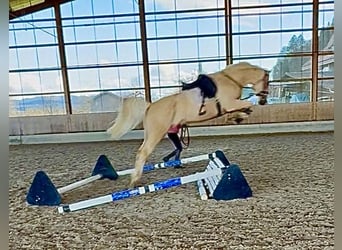 Brandenburg Warmblood, Mare, 1 year, 16,1 hh, Palomino