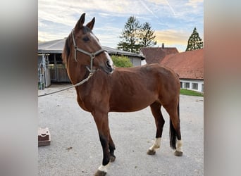 Brandenburg Warmblood, Mare, 20 years, 17 hh, Brown
