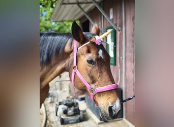 Brandenburg Warmblood, Mare, 27 years, 15,2 hh, Brown