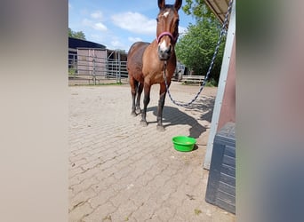 Brandenburg Warmblood, Mare, 27 years, 15,2 hh, Brown