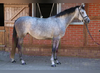 Brandenburg Warmblood, Mare, 3 years, 16.1 hh, Gray-Dapple