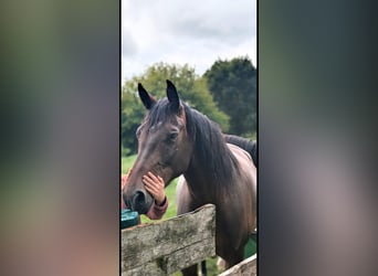 Brandenburg Warmblood Mix, Mare, 4 years, 15,2 hh, Brown