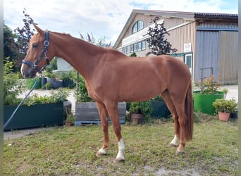 Brandenburg Warmblood, Mare, 4 years, 16,1 hh, Chestnut-Red