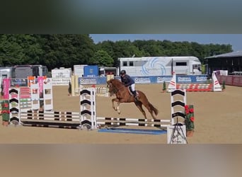 Brandenburg Warmblood, Mare, 4 years, 16,1 hh, Chestnut-Red