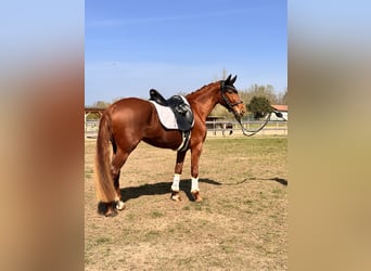 Brandenburg Warmblood, Mare, 5 years, 15.1 hh, Chestnut-Red