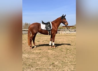 Brandenburg Warmblood, Mare, 5 years, 15.1 hh, Chestnut-Red