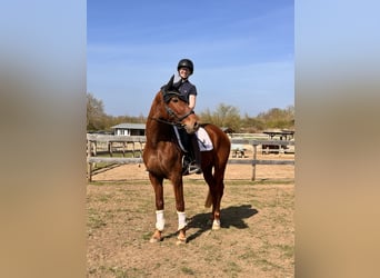 Brandenburg Warmblood, Mare, 5 years, 15,1 hh, Chestnut-Red