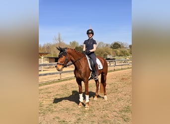 Brandenburg Warmblood, Mare, 5 years, 15,1 hh, Chestnut-Red