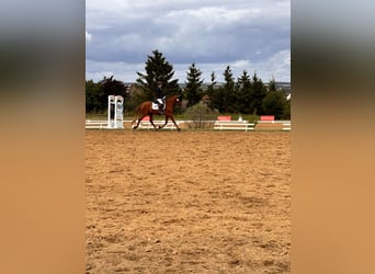 Brandenburg Warmblood, Mare, 5 years, 15,1 hh, Chestnut-Red