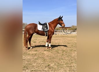 Brandenburg Warmblood, Mare, 5 years, 15,1 hh, Chestnut-Red