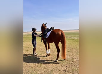 Brandenburg Warmblood, Mare, 5 years, 15,1 hh, Chestnut-Red