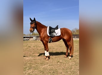 Brandenburg Warmblood, Mare, 5 years, 15,1 hh, Chestnut-Red