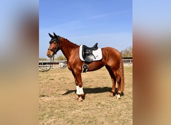 Brandenburg Warmblood, Mare, 5 years, 15,1 hh, Chestnut-Red