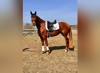 Brandenburg Warmblood, Mare, 5 years, 15,1 hh, Chestnut-Red