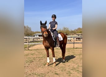 Brandenburg Warmblood, Mare, 5 years, 15,1 hh, Chestnut-Red