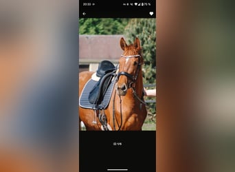 Brandenburg Warmblood, Mare, 6 years, 15.1 hh, Chestnut-Red