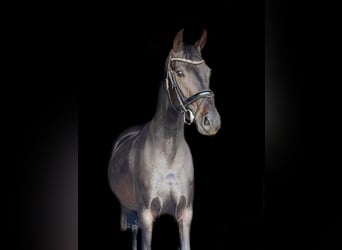 Brandenburg Warmblood, Mare, 6 years, 15.2 hh, Bay-Dark