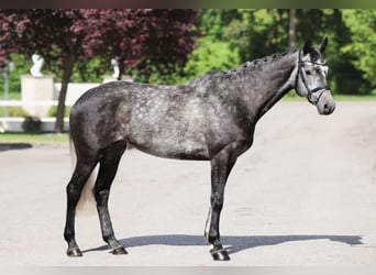 Brandenburg Warmblood, Mare, 6 years, 16 hh, Grey