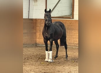 Brandenburg Warmblood, Mare, 6 years, Bay-Dark