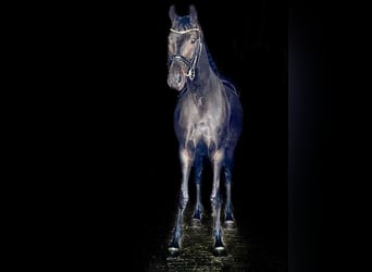 Brandenburg Warmblood, Mare, 6 years, Bay-Dark