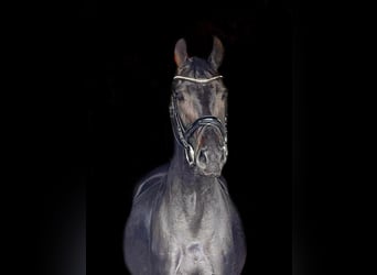 Brandenburg Warmblood, Mare, 6 years, Bay-Dark