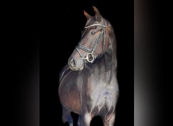 Brandenburg Warmblood, Mare, 6 years, Bay-Dark