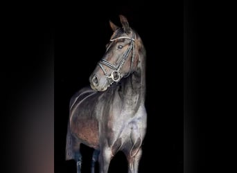 Brandenburg Warmblood, Mare, 6 years, Bay-Dark