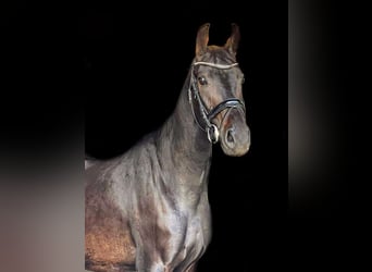 Brandenburg Warmblood, Mare, 6 years, Bay-Dark