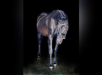 Brandenburg Warmblood, Mare, 6 years, Bay-Dark