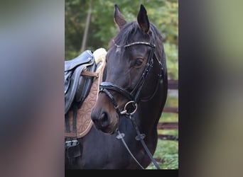 Brandenburg Warmblood, Mare, 7 years, 15,2 hh, Brown