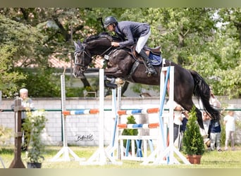 Brandenburger Warmblut, Stute, 8 Jahre, Rappe