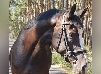 Brandenburger Warmblut, Stute, 8 Jahre, Rappe