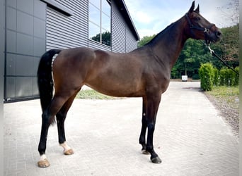 Brandenburger Warmblut, Stute, 9 Jahre, 16,3 hh, Dunkelbrauner