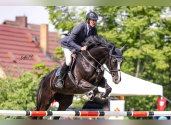 Brandenburg Warmblood, Mare, 9 years, Black