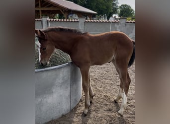 Brandenburg Warmblood, Mare, Foal (05/2026), 11.1 hh, Brown
