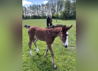Brandenburg Warmblood, Mare, Foal (05/2026), 11.1 hh, Brown