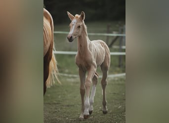 Brandenburg Warmblood, Mare, Foal (04/2025), 16,1 hh, Palomino