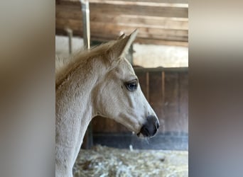 Brandenburg Warmblood, Mare, Foal (04/2025), 16,1 hh, Palomino