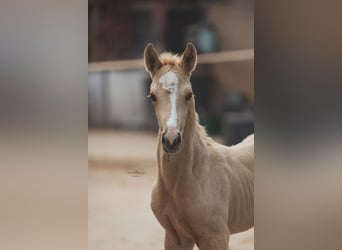 Brandenburg Warmblood, Mare, Foal (04/2025), 16,1 hh, Palomino