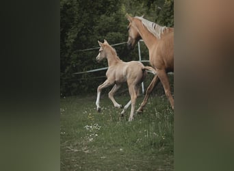 Brandenburg Warmblood, Mare, Foal (04/2025), 16,1 hh, Palomino