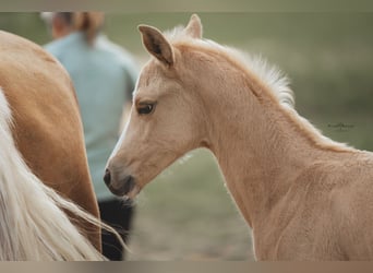Brandenburg Warmblood, Mare, Foal (04/2025), 16,1 hh, Palomino