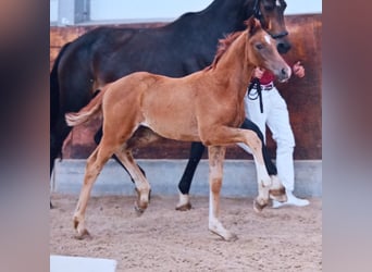 Brandenburg Warmblood, Mare, Foal (04/2024), Chestnut-Red