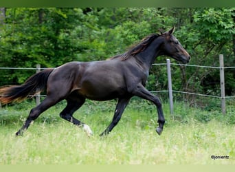 Brandenburg Warmblood, Stallion, 1 year, Brown