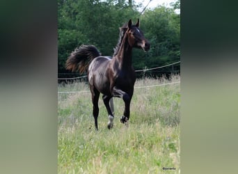 Brandenburg Warmblood, Stallion, 1 year, Brown
