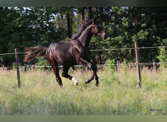 Brandenburg Warmblood, Stallion, 1 year, Brown