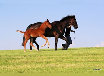 Brandenburg Warmblood, Stallion, Foal (03/2023), Chestnut-Red