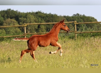 Brandenburg Warmblood, Stallion, Foal (03/2023), Chestnut-Red