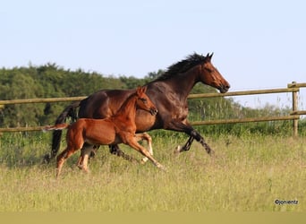 Brandenburg Warmblood, Stallion, Foal (03/2023), Chestnut-Red